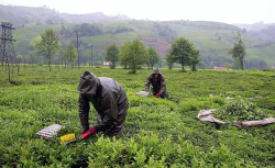 ÇAYKUR’da 150 mevsimlik işçiye sözleşmeli kadro fırsatı