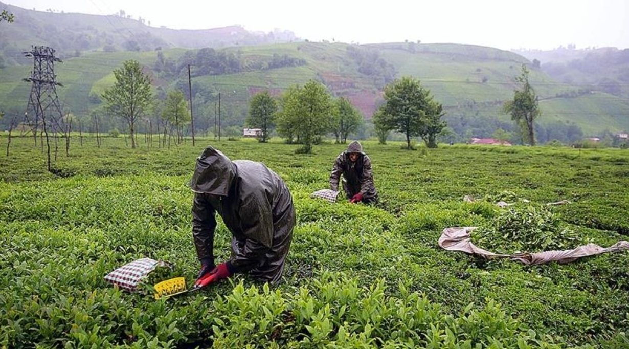 ÇAYKUR’da 150 mevsimlik işçiye sözleşmeli kadro fırsatı