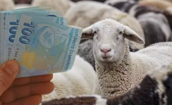 Küçükbaş desteği için başvurular açıldı: Başvuru rehberi ve şartlar burada!