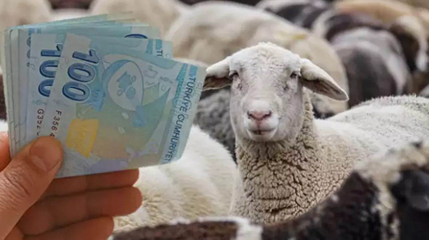 Küçükbaş desteği için başvurular açıldı: Başvuru rehberi ve şartlar burada!