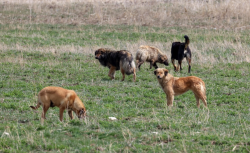 İstanbul Valiliği’nden kritik uyarı: Sahipsiz köpekler için süre daralıyor!