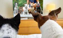 Evde yalnız kalan evcil hayvanlar için özel kanal açıldı