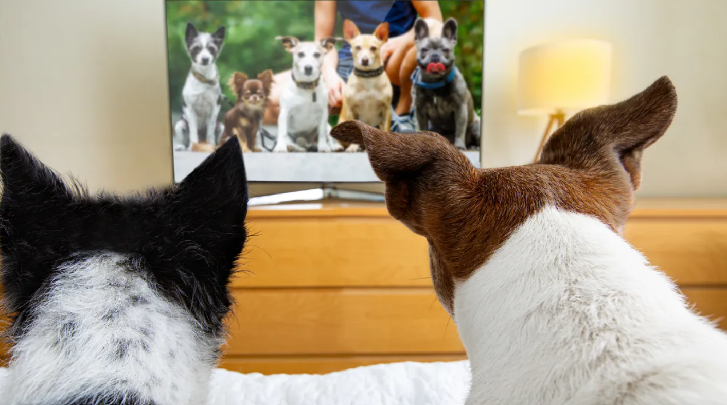 Evde yalnız kalan evcil hayvanlar için özel kanal açıldı